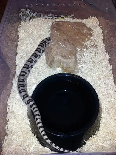 18915 tarantula lethargy