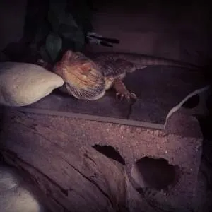18915 tarantula reduced appetite
