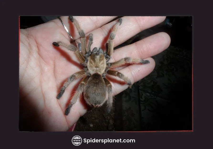 /img/18916-ant-infestation.webp