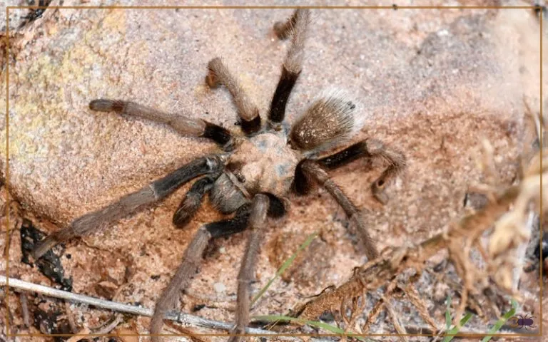 18916 healthy tarantula