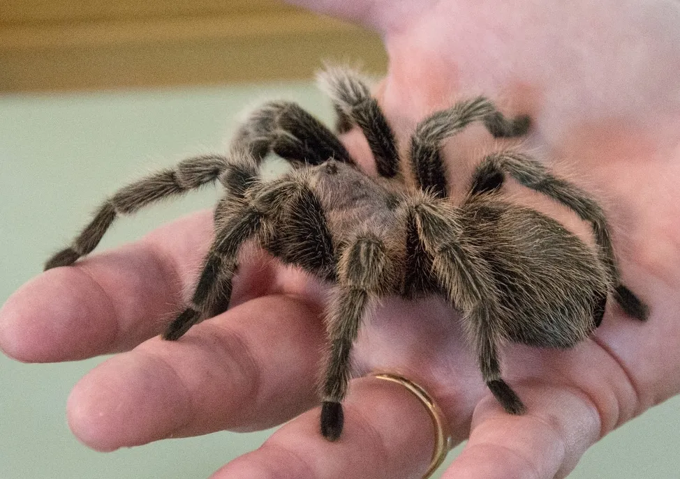 /img/18919-tarantula-yugioh-playing.webp