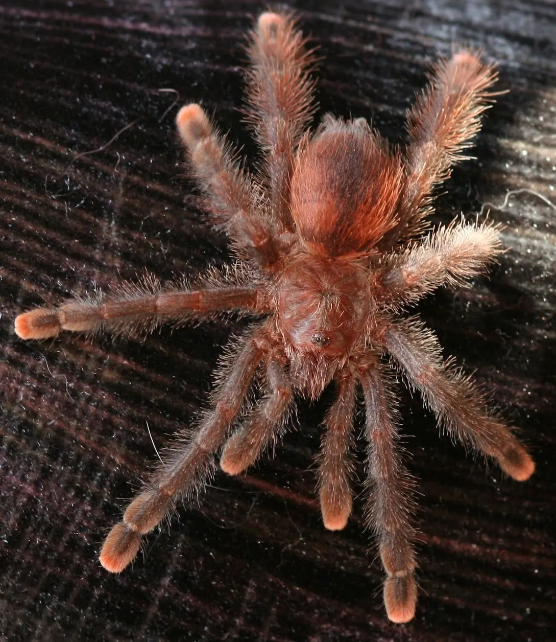 18922 pink toe tarantula feeding