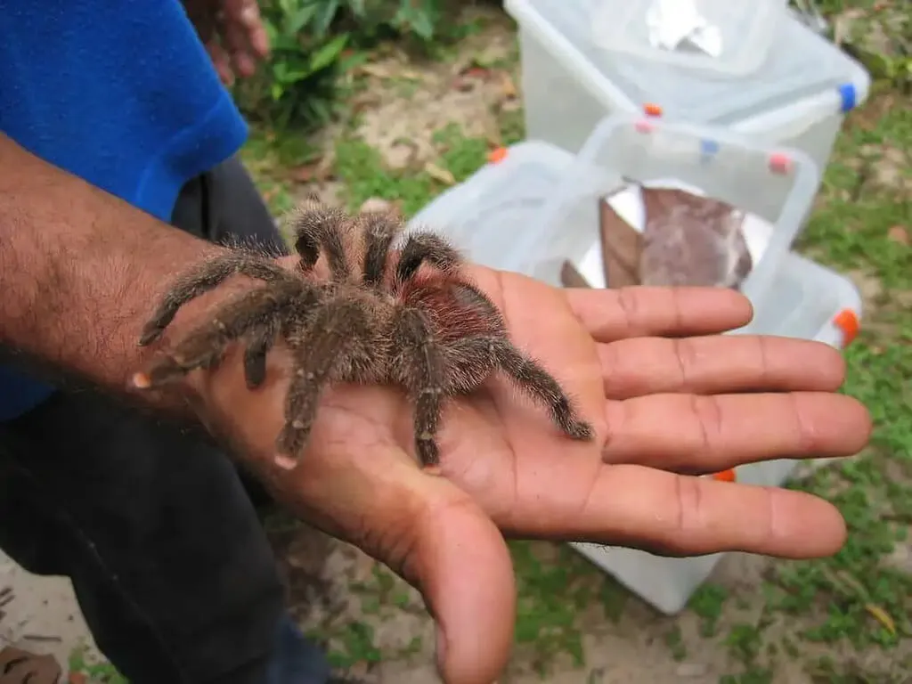 /img/18922-pink-toe-tarantula-longevity.webp