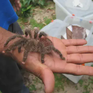 /img/18922-pink-toe-tarantula-longevity.webp