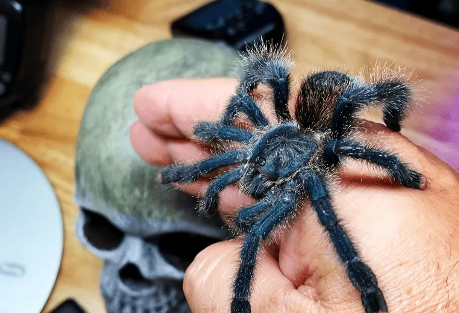 18922 pink toe tarantula male female