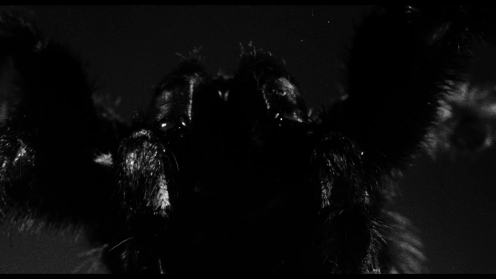 18927 tarantula bonus features