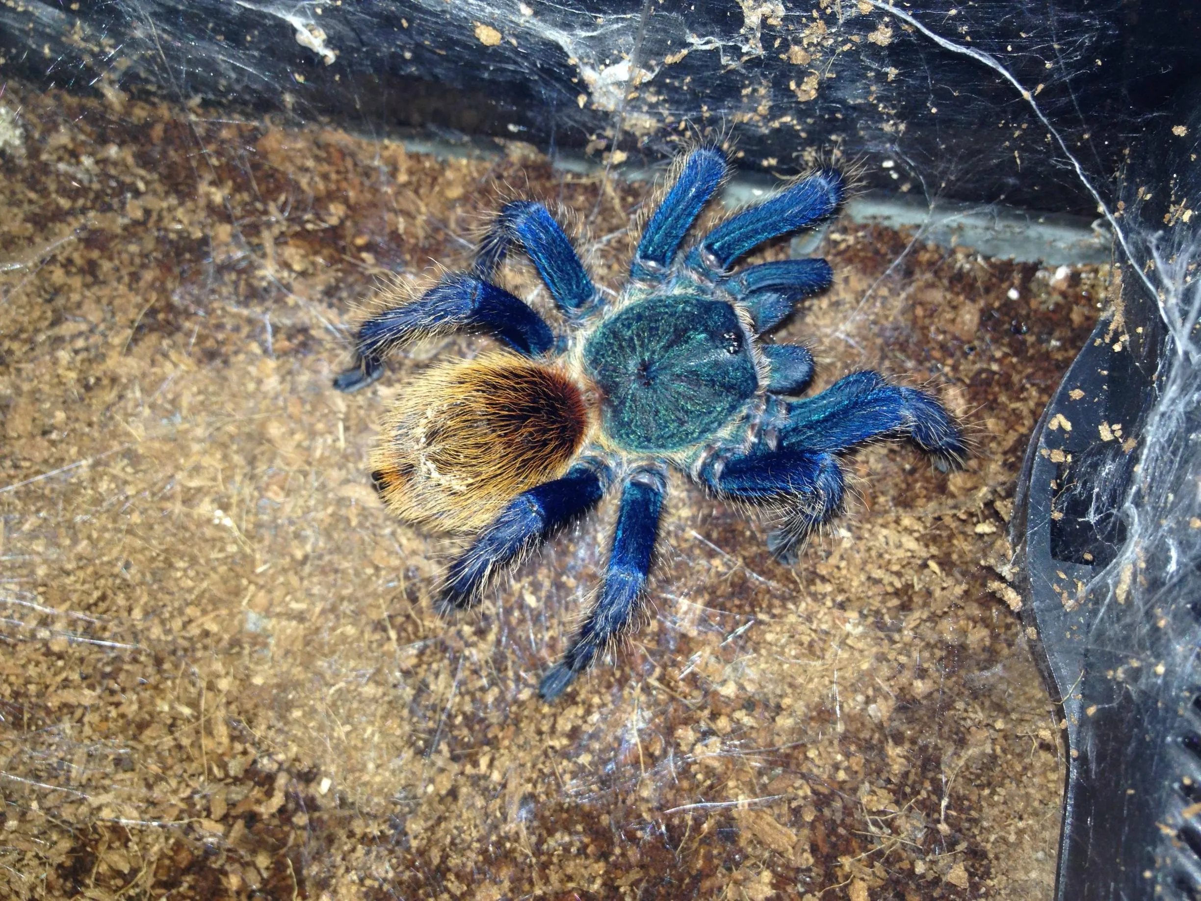 18929 t polybotes breeding
