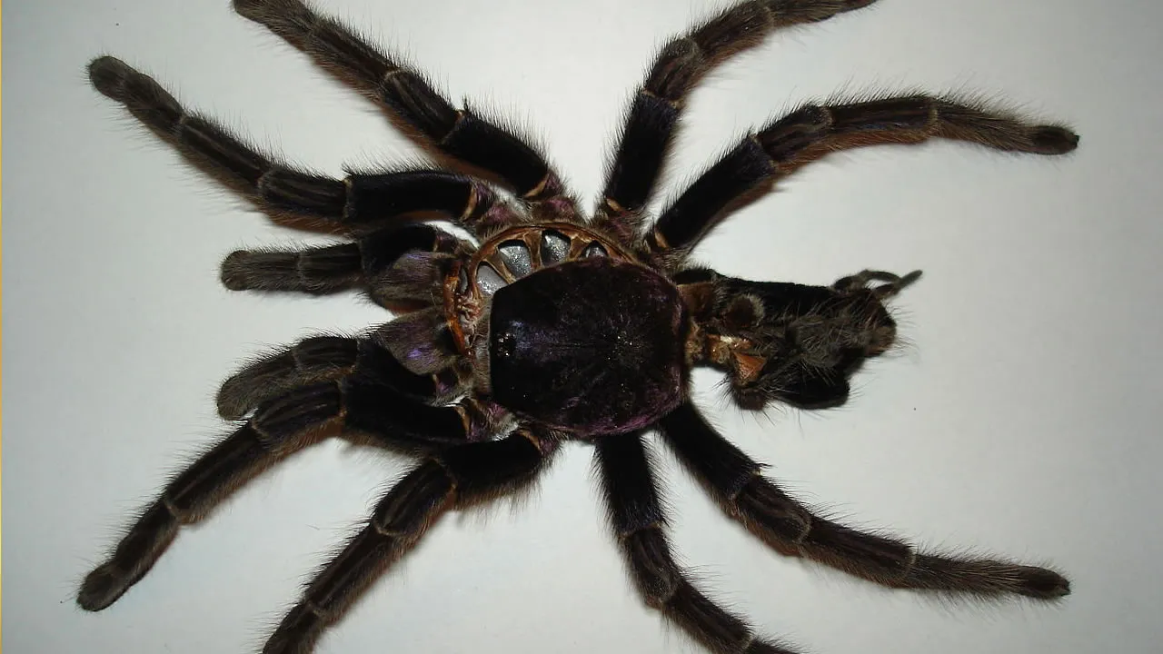 18929 t polybotes feeding