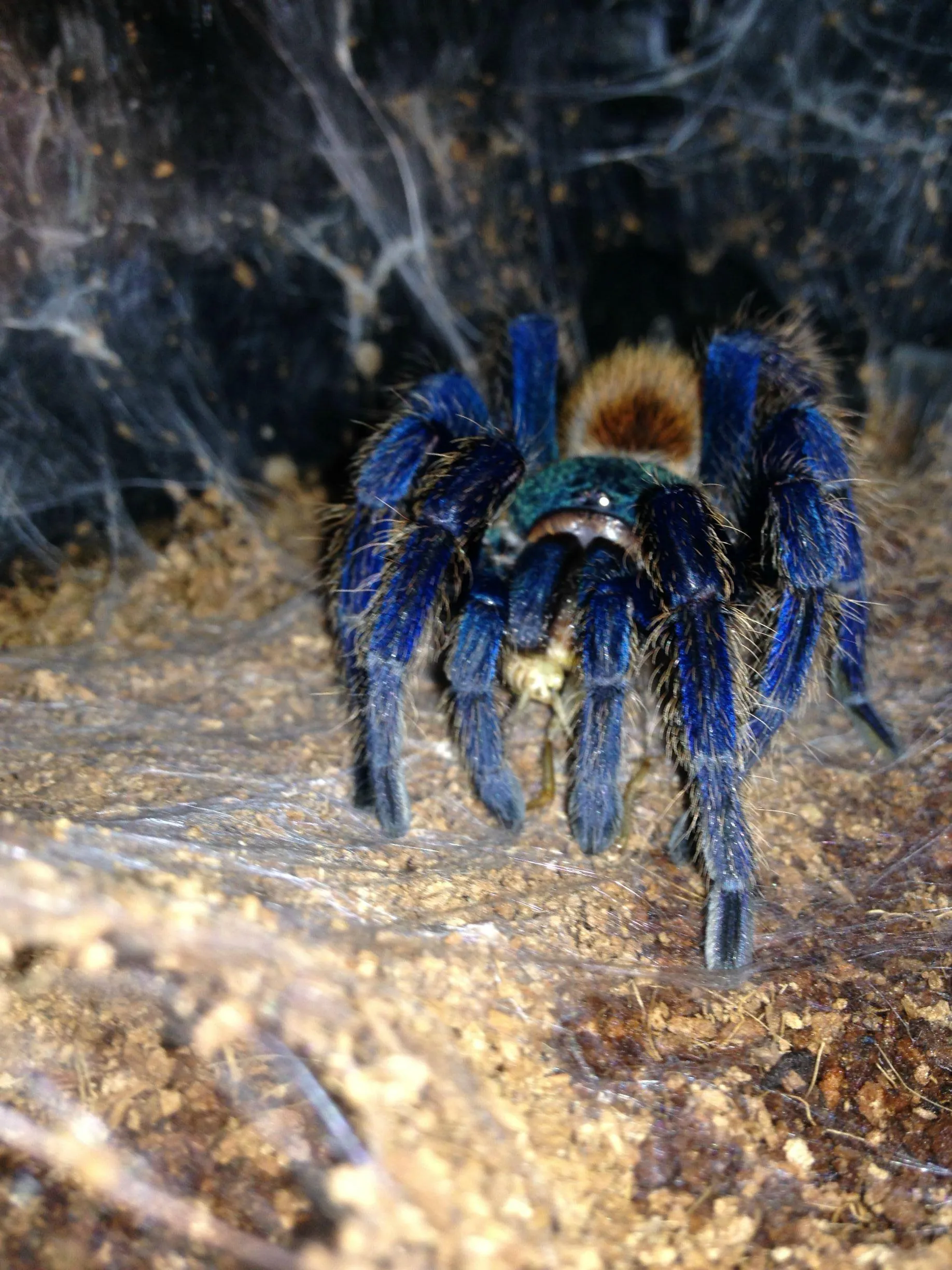 18929 t polybotes molting