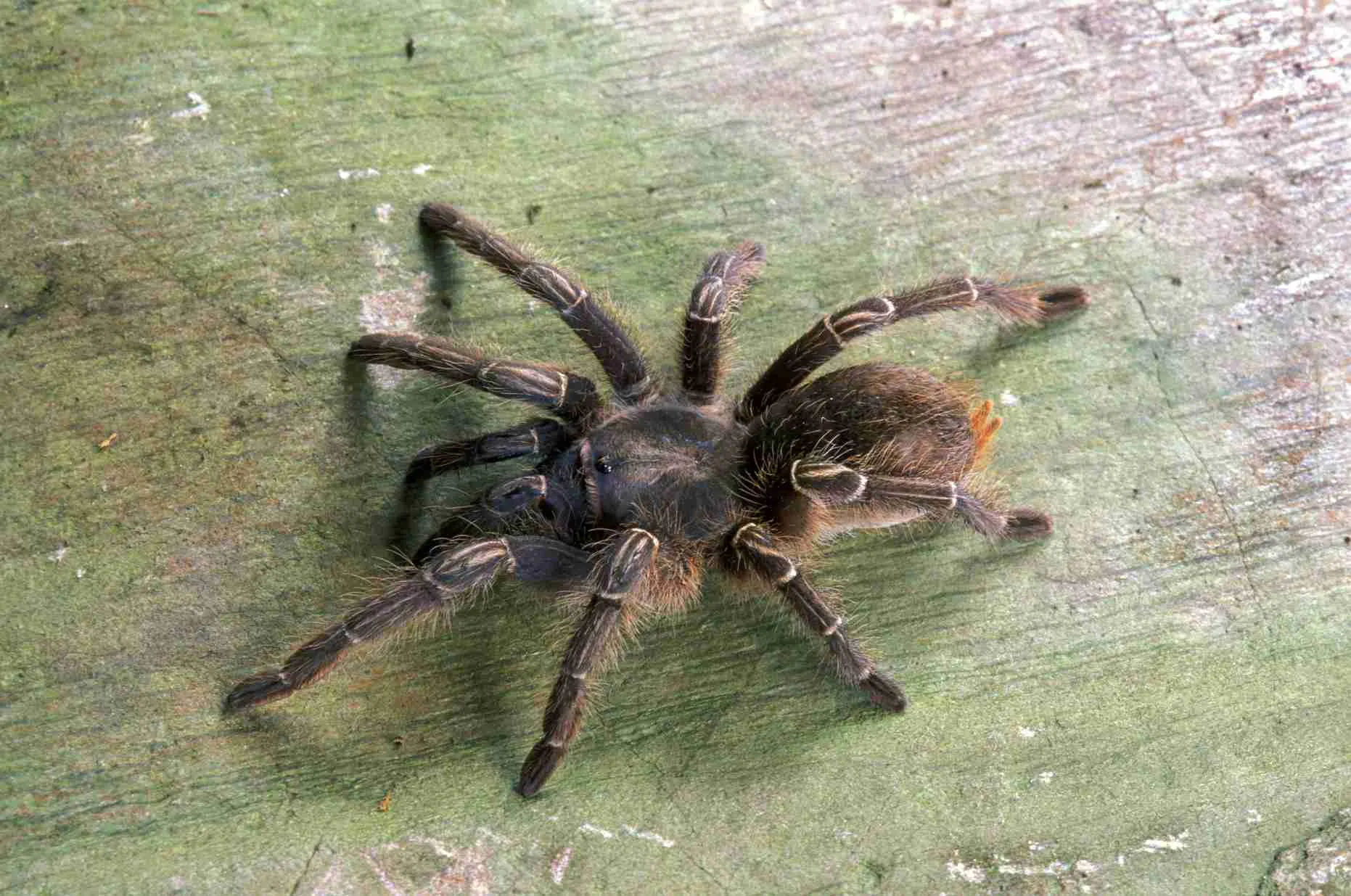 /img/18929-t-polybotes-species.webp