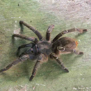 /img/18929-t-polybotes-species.webp
