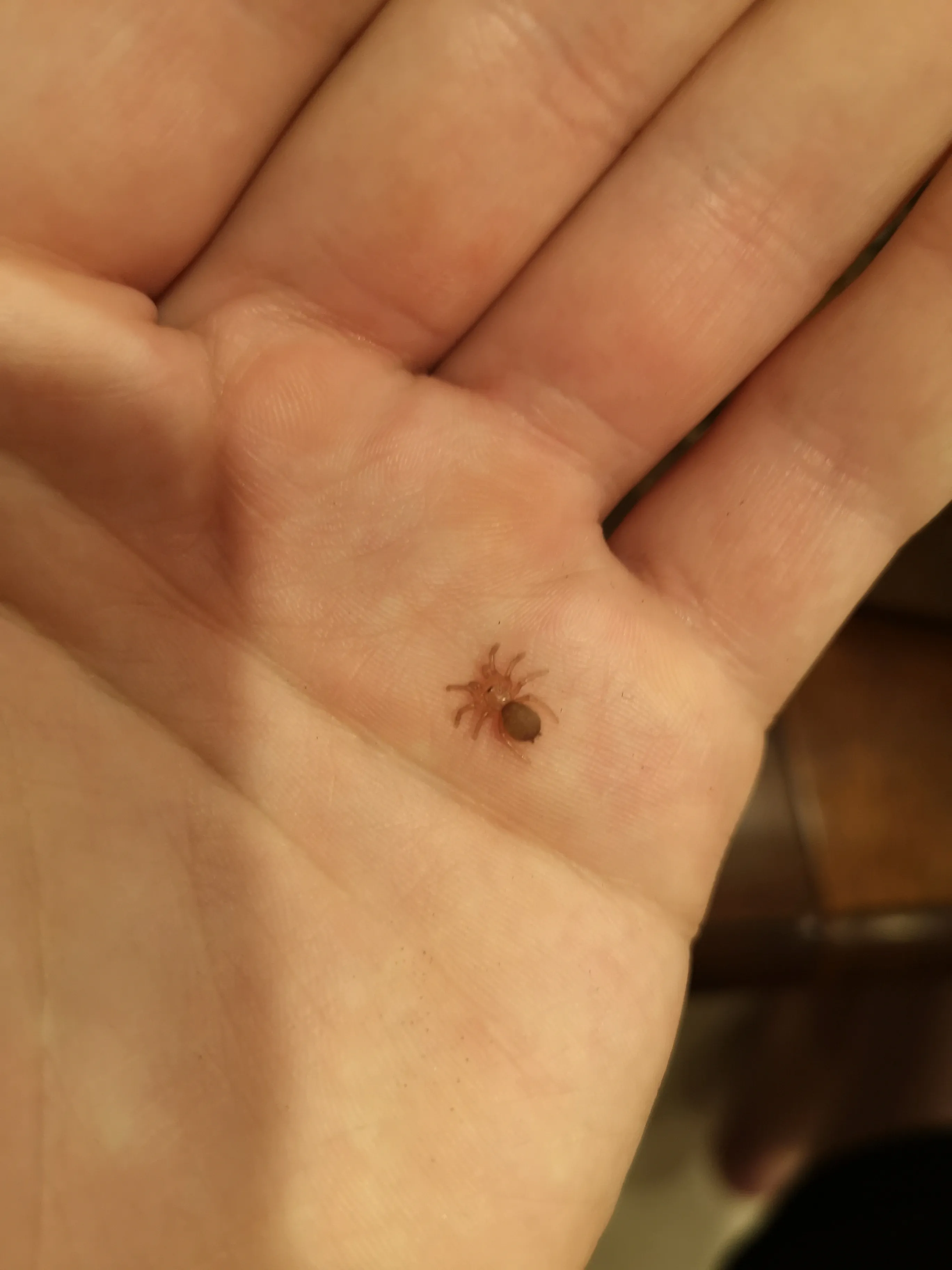 /img/18932-birdeater-tarantula-sling-handling.webp