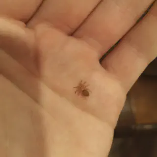 /img/18932-birdeater-tarantula-sling-handling.webp