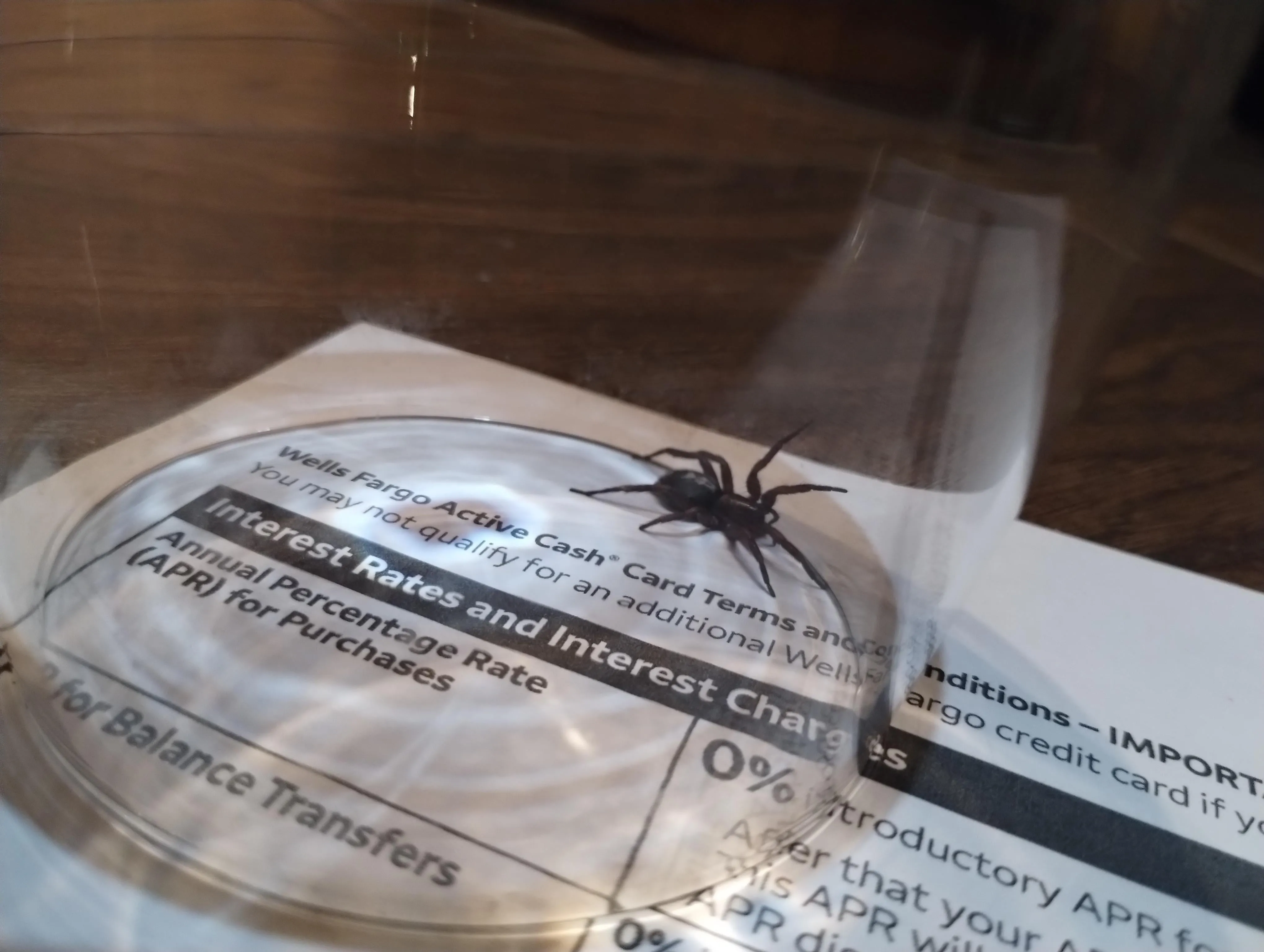 18932 birdeater tarantula sling substrate