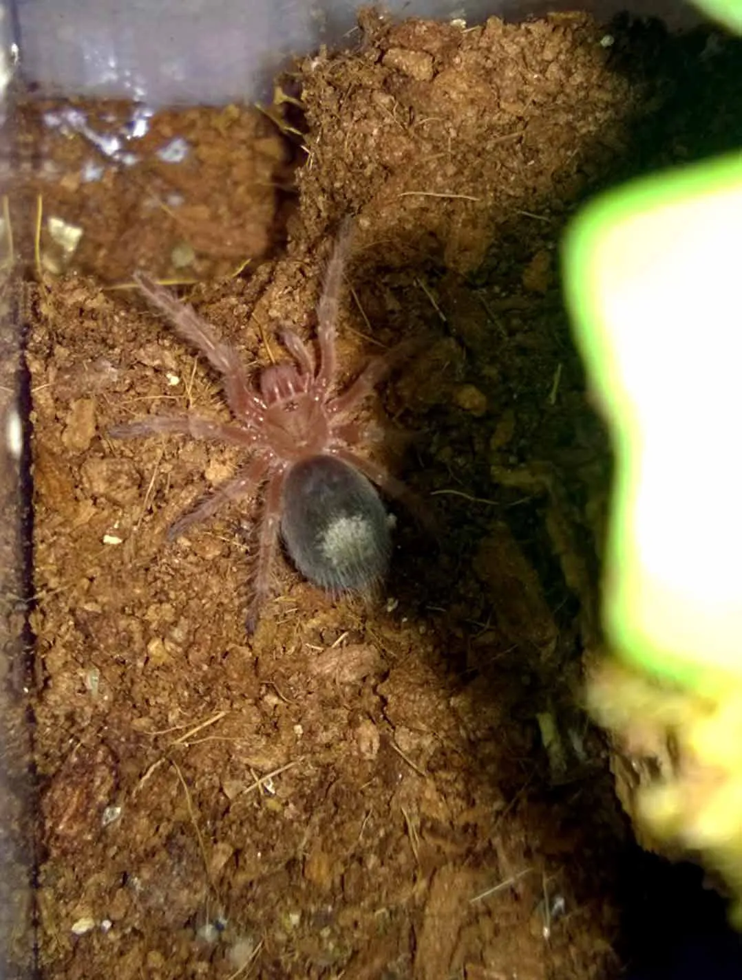 18932 birdeater tarantula sling watering