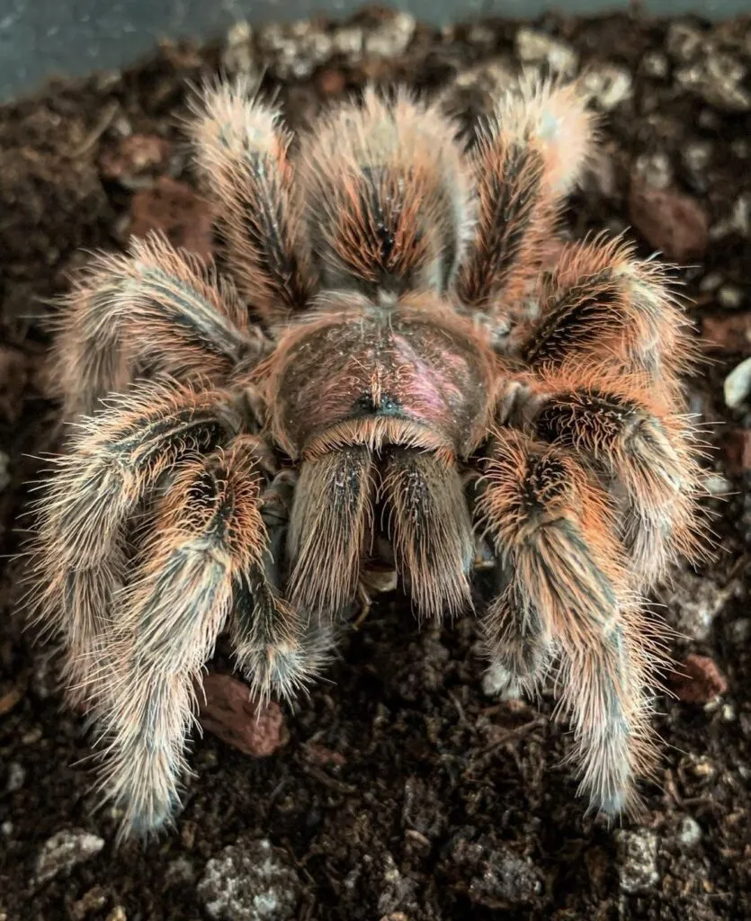 /img/18933-rose-hair-tarantula-bite-video-resources.webp