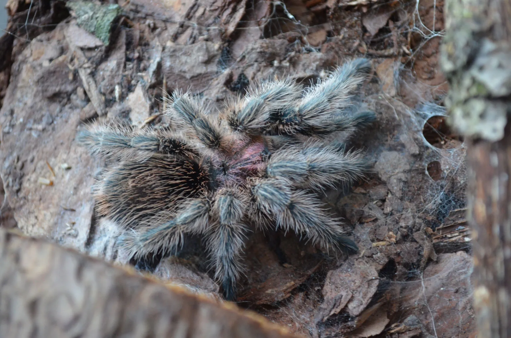 18933 tarantula bite symptoms