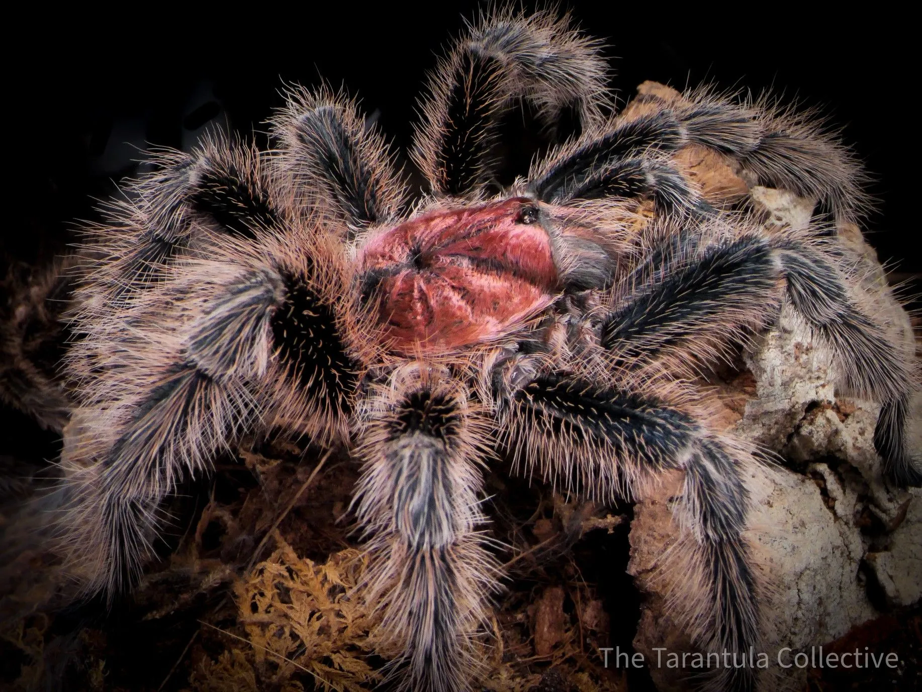 18933 tarantula enclosure maintenance