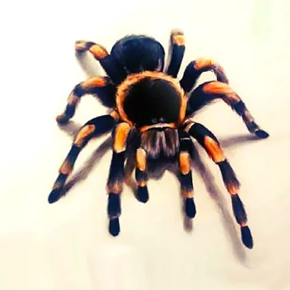 18934 blackwork 3d tarantula tattoo