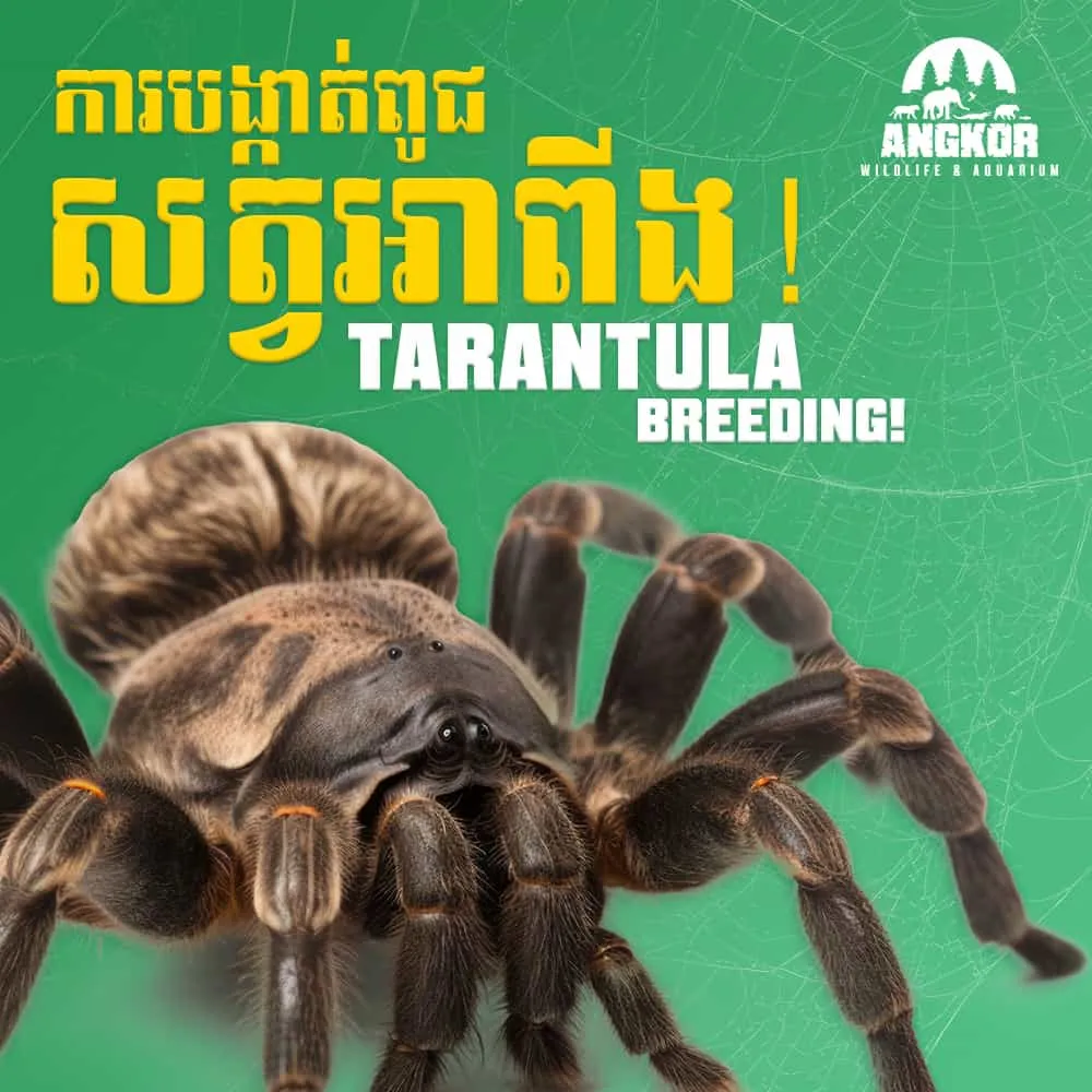 18937 tarantula breeding uk image 1