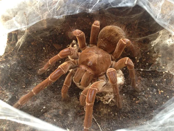 18937 tarantula breeding uk image 2