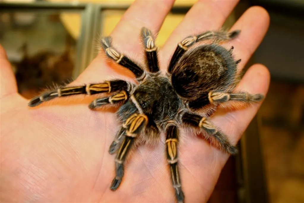 18937 tarantula breeding uk image 3