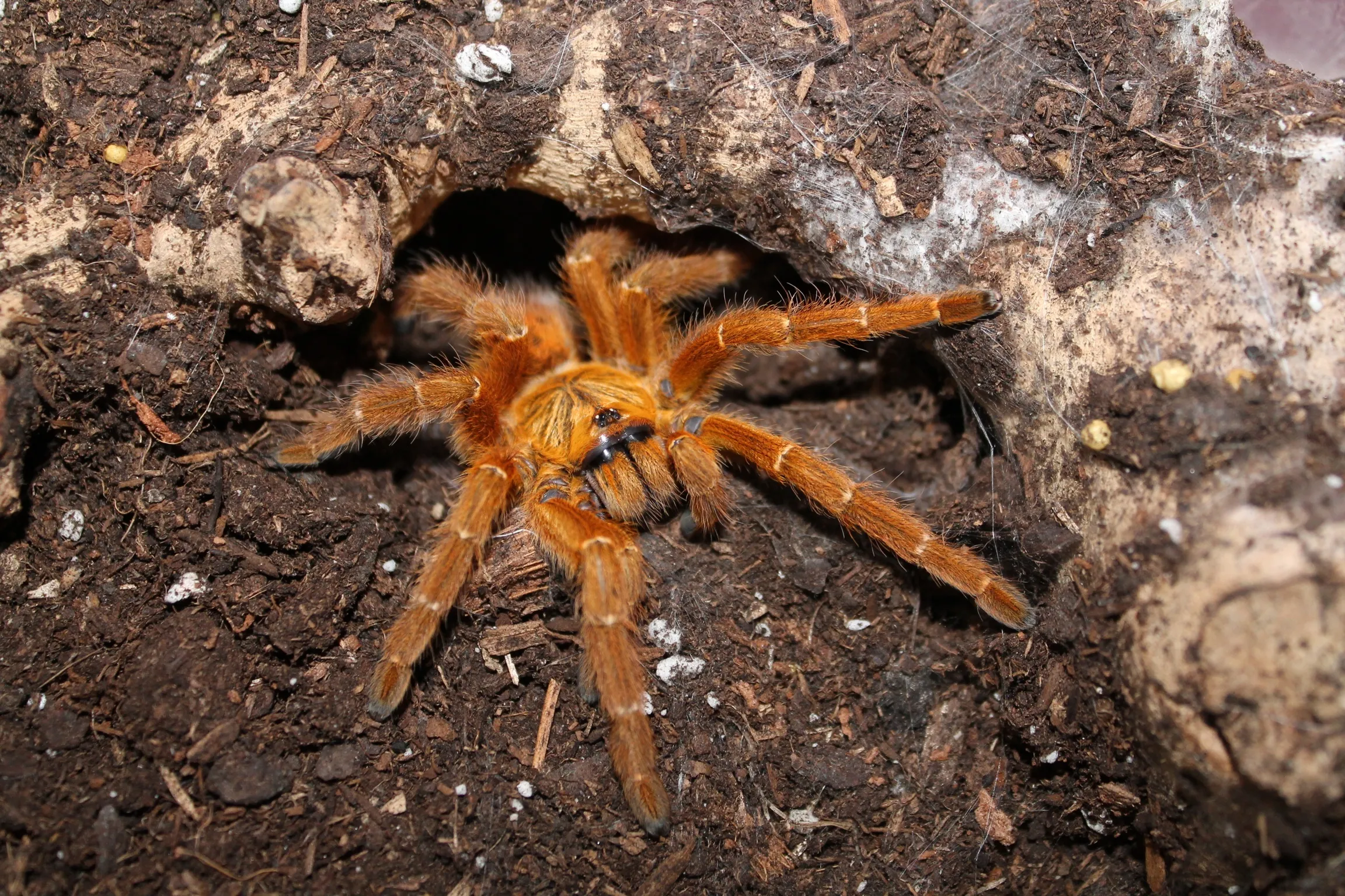 18937 tarantula breeding uk image 4