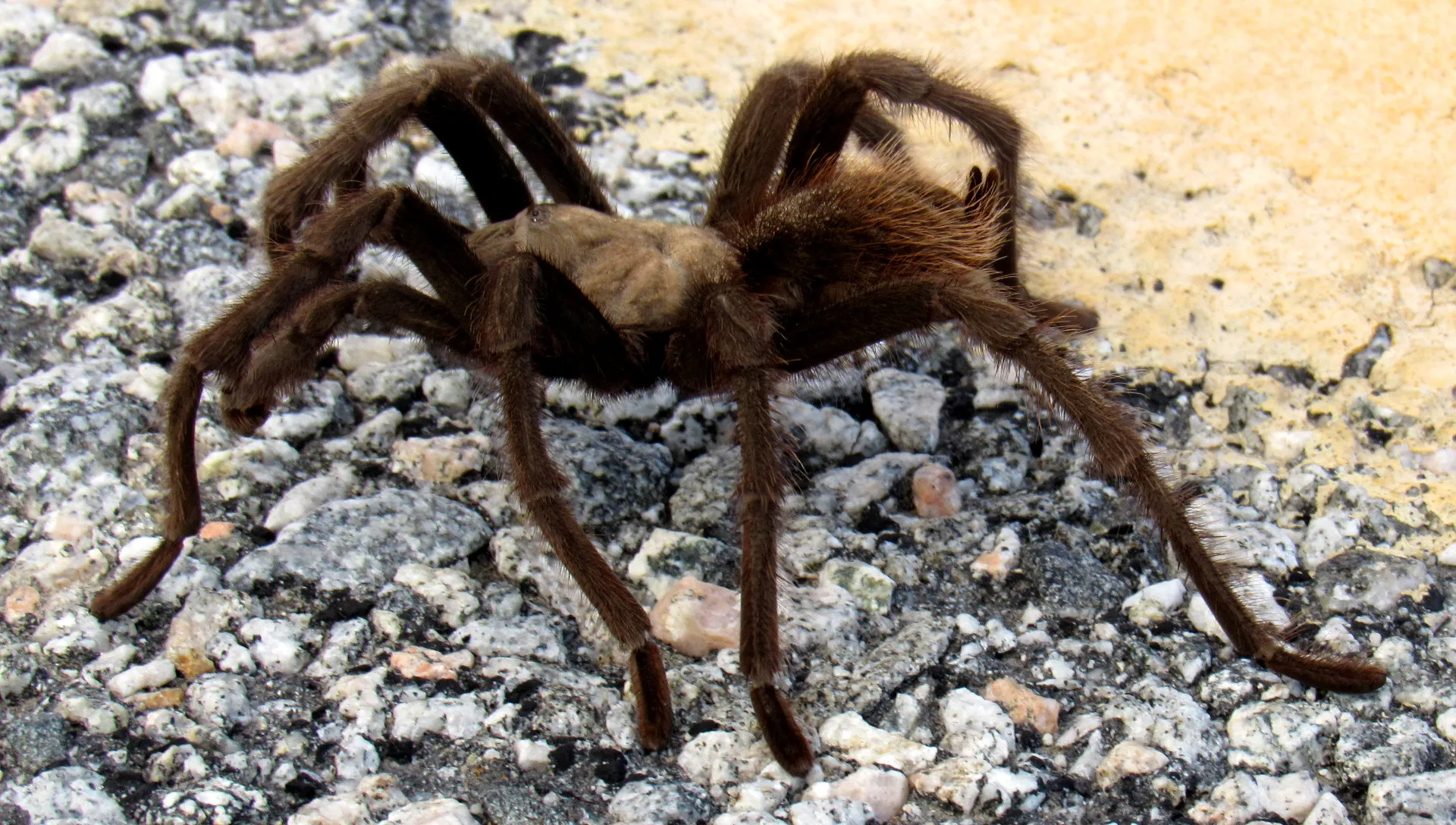 18937 tarantula breeding uk image 5