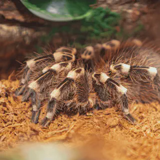 /img/18938-tarantula-buying-nz.webp