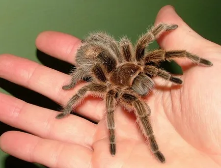 18938 tarantula feeding nz