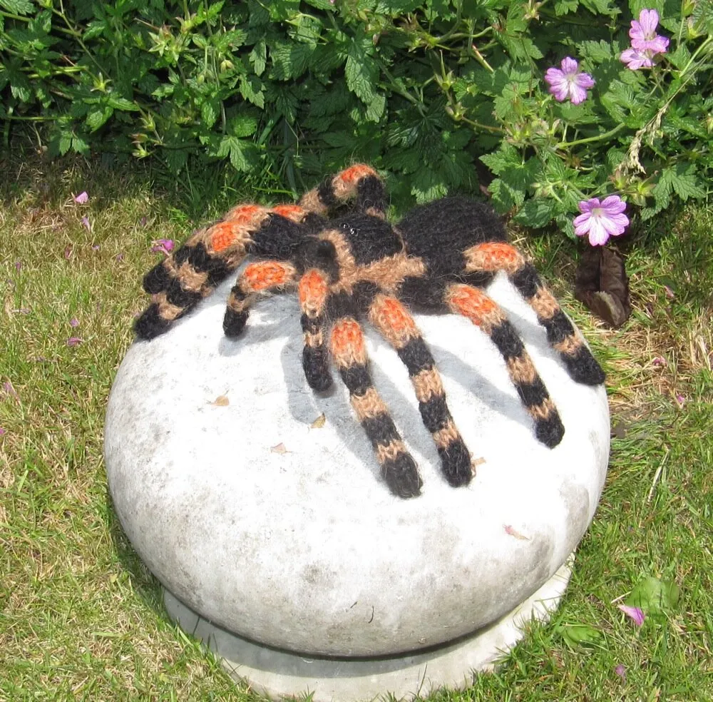 18938 tarantula handling nz