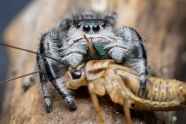 18939 fruits not for tarantulas