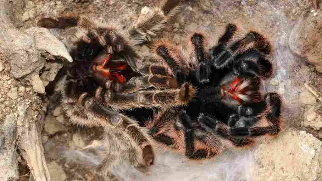/img/18939-healthy-tarantula.webp