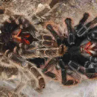 /img/18939-healthy-tarantula.webp