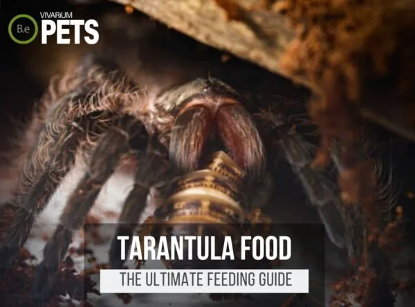 18939 tarantula drinking water