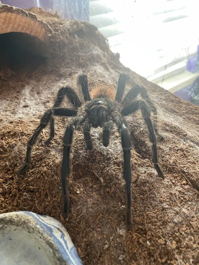 18940 female junodi tarantula