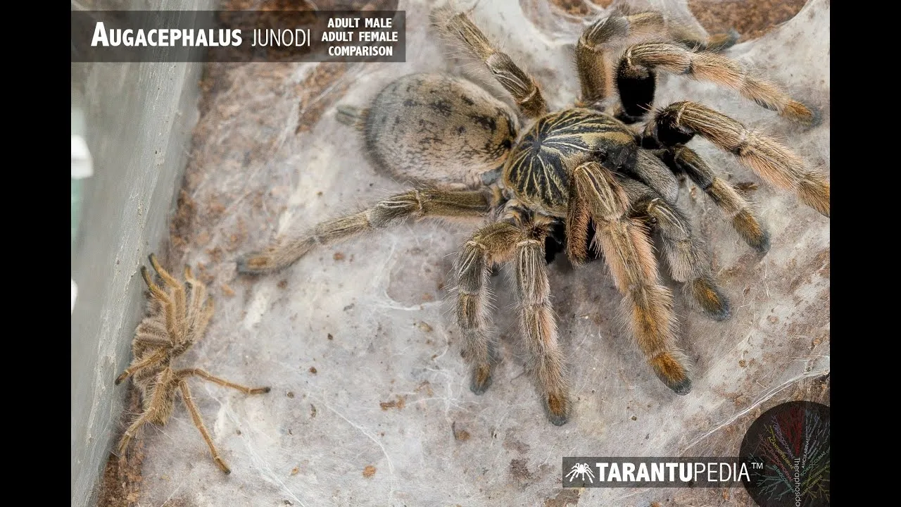 18940 junodi tarantula feeding