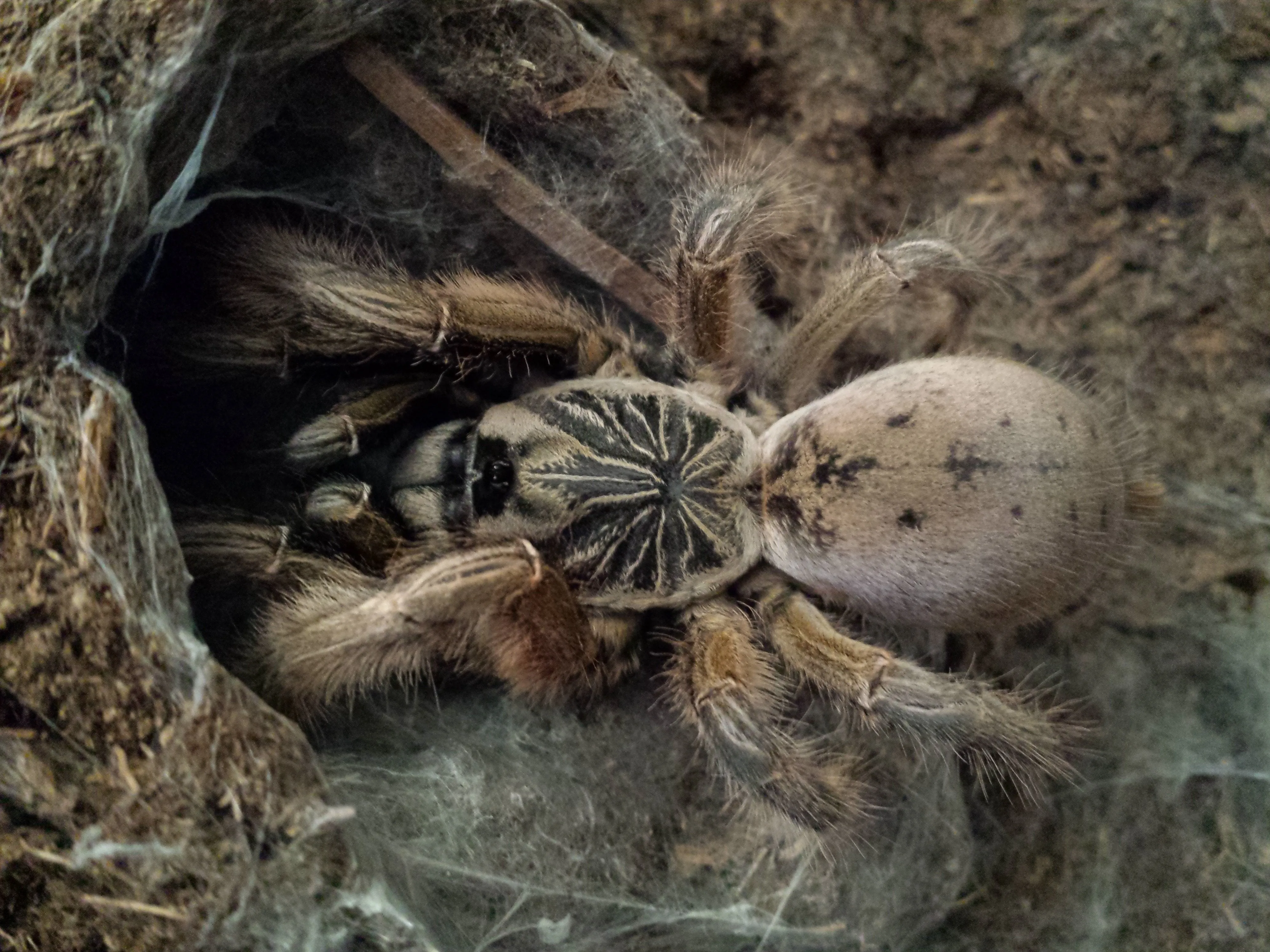 /img/18940-junodi-tarantula-molting.webp