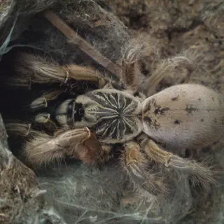 /img/18940-junodi-tarantula-molting.webp
