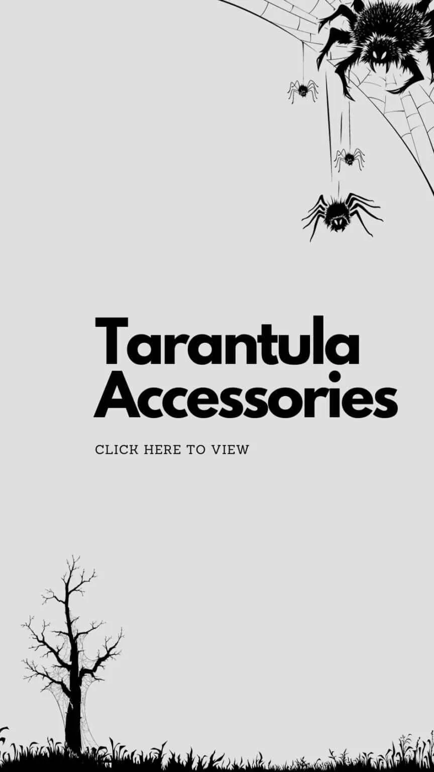 18940 male junodi tarantula