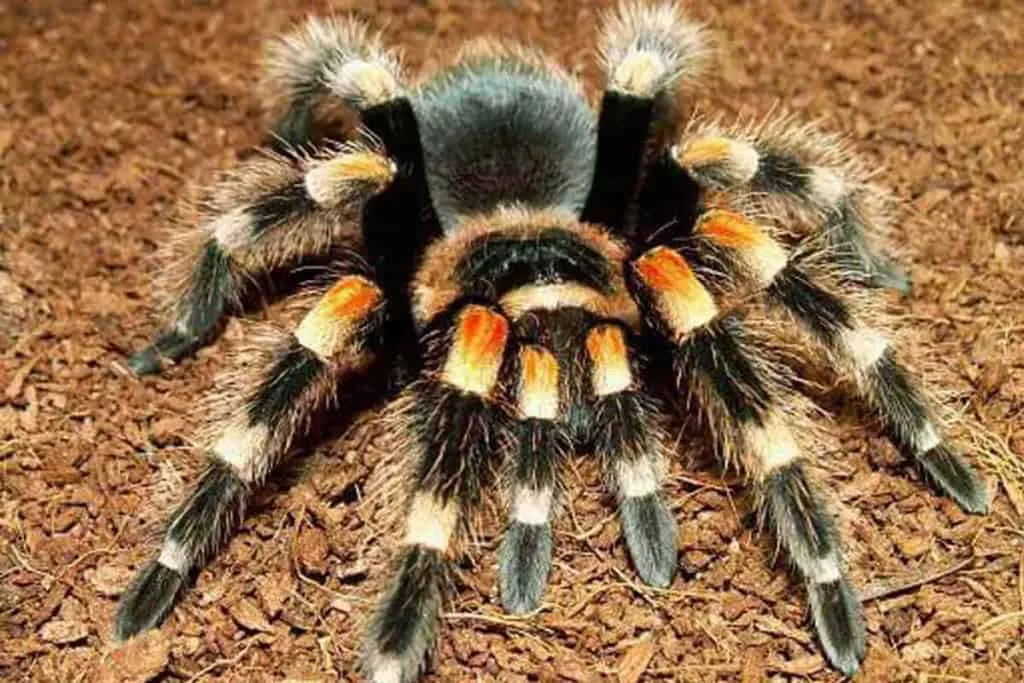 18941 tarantula feeding