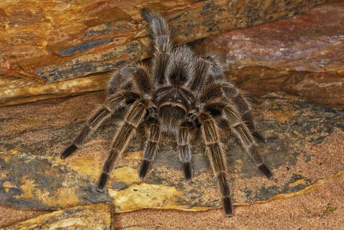 18941 tarantula habitat