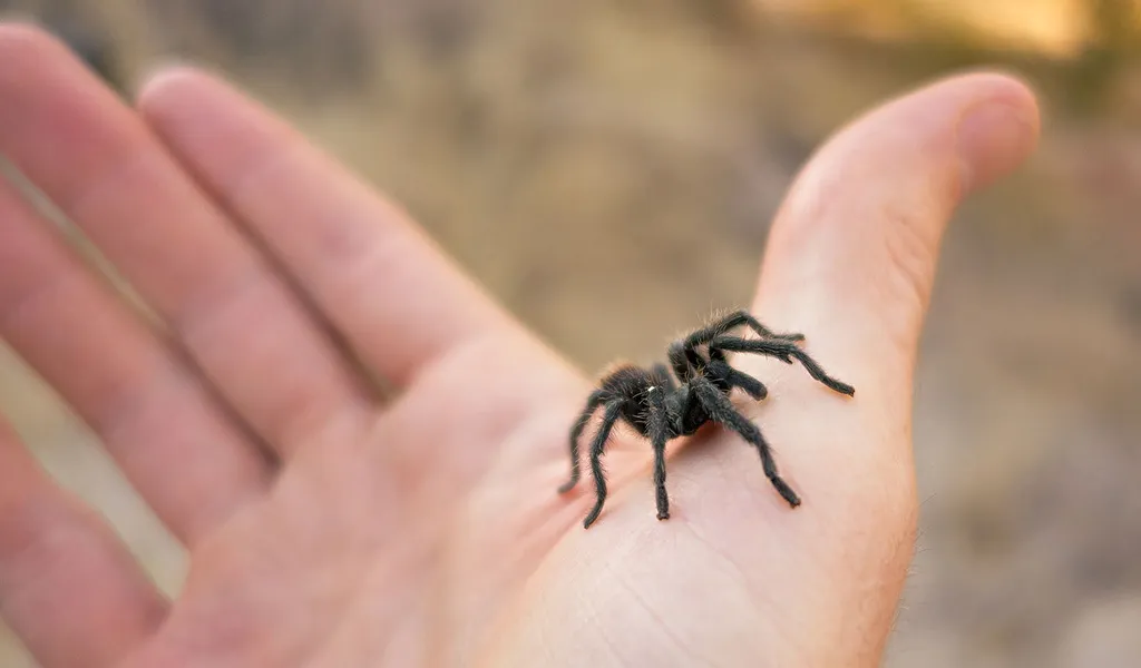 18941 tarantula health