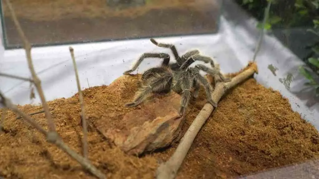 18941 tarantula species