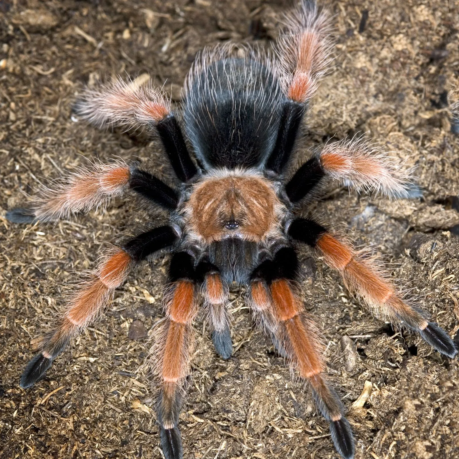 /img/18941-tarantula-water.webp