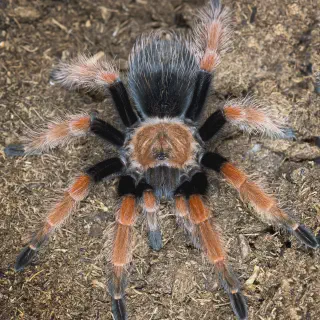 /img/18941-tarantula-water.webp
