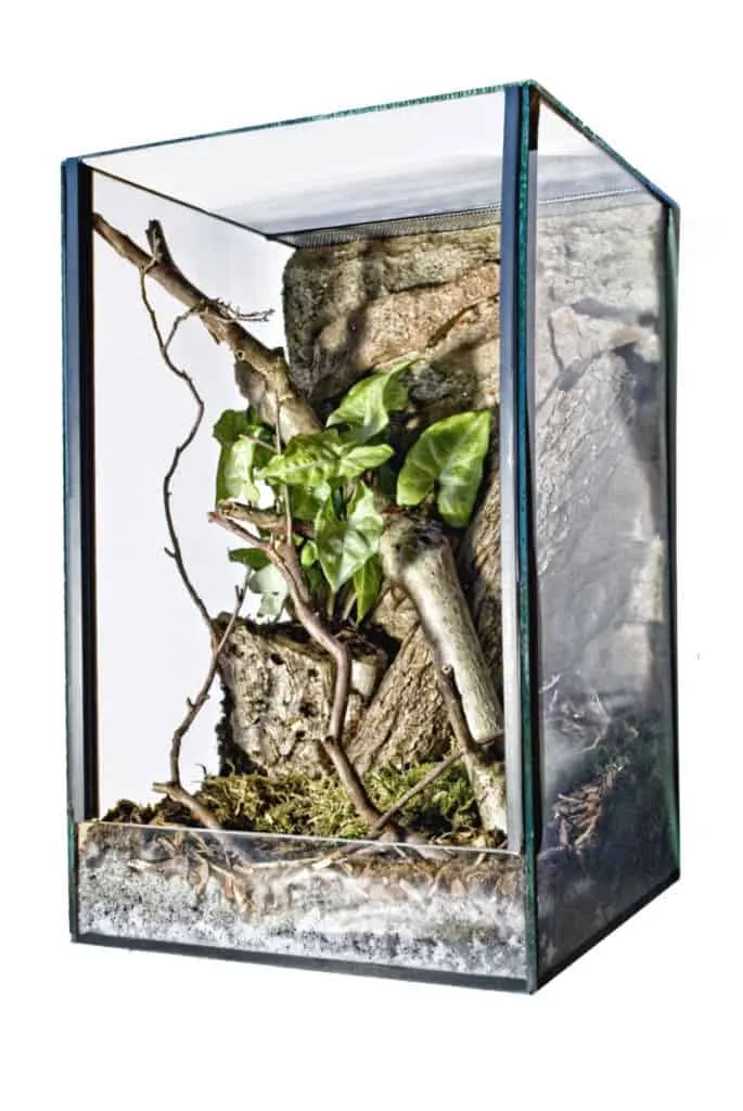 18942 tarantula substrate options