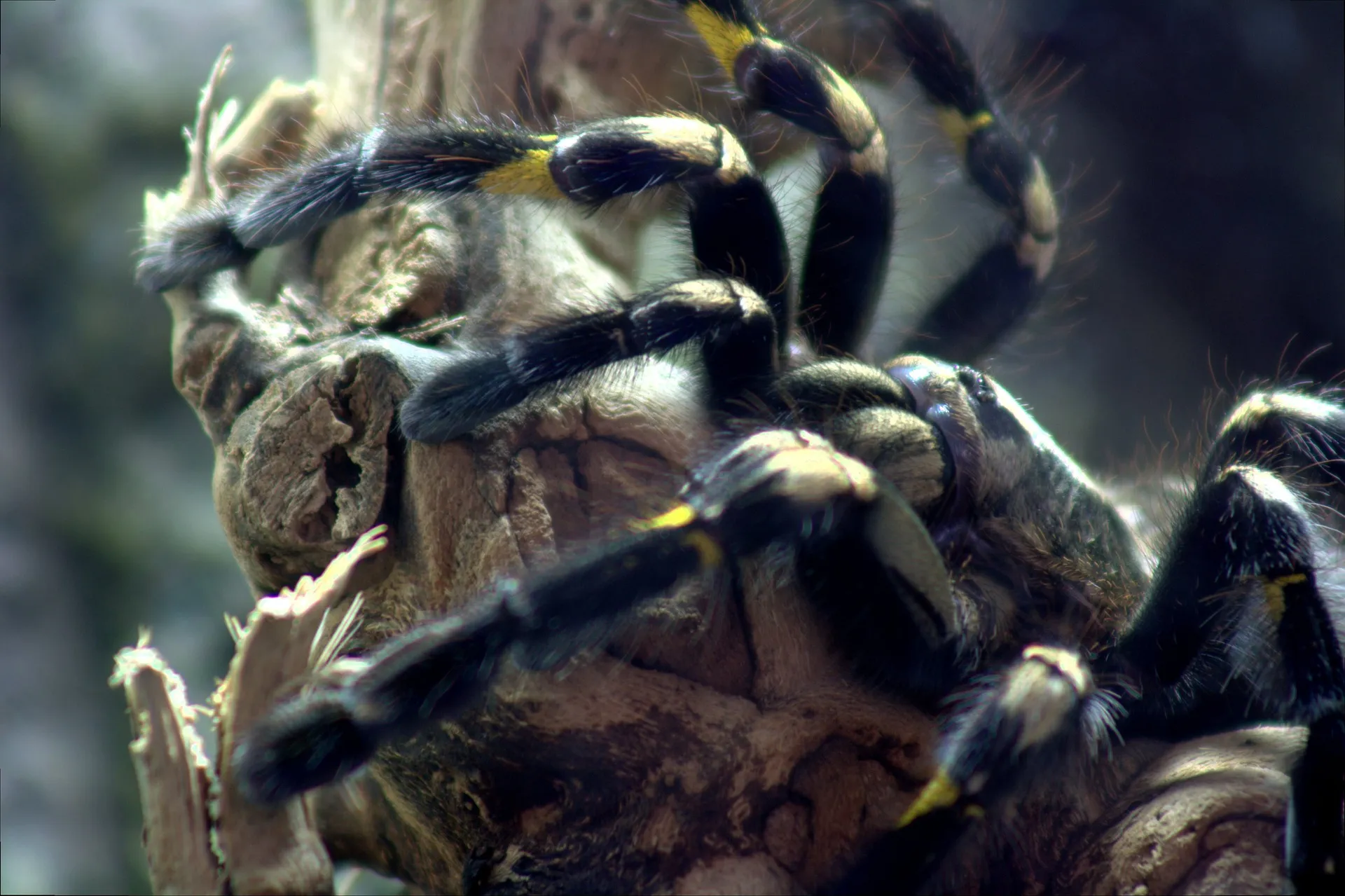 18945 gooty sapphire tarantula conservation efforts