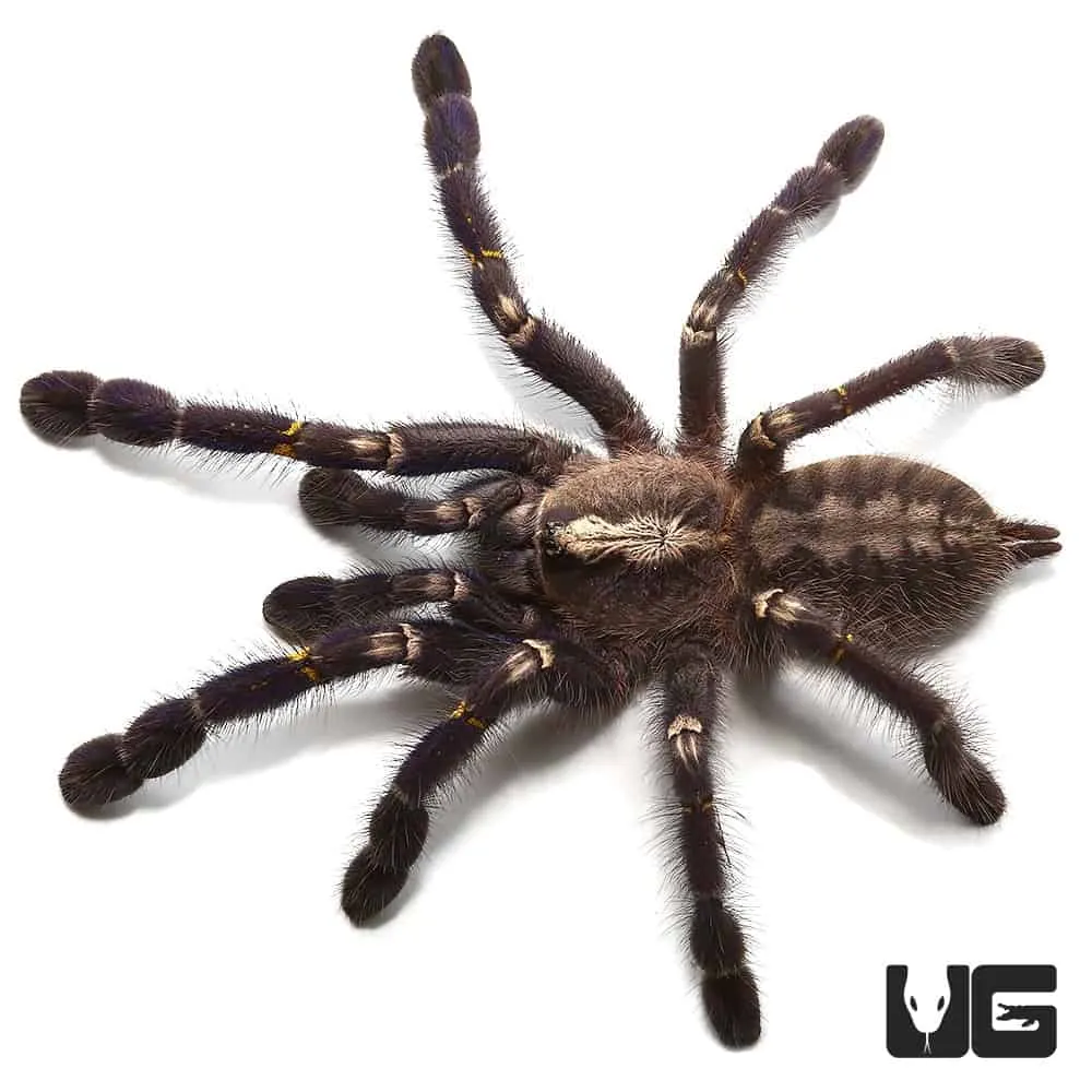 18945 gooty sapphire tarantula conservation