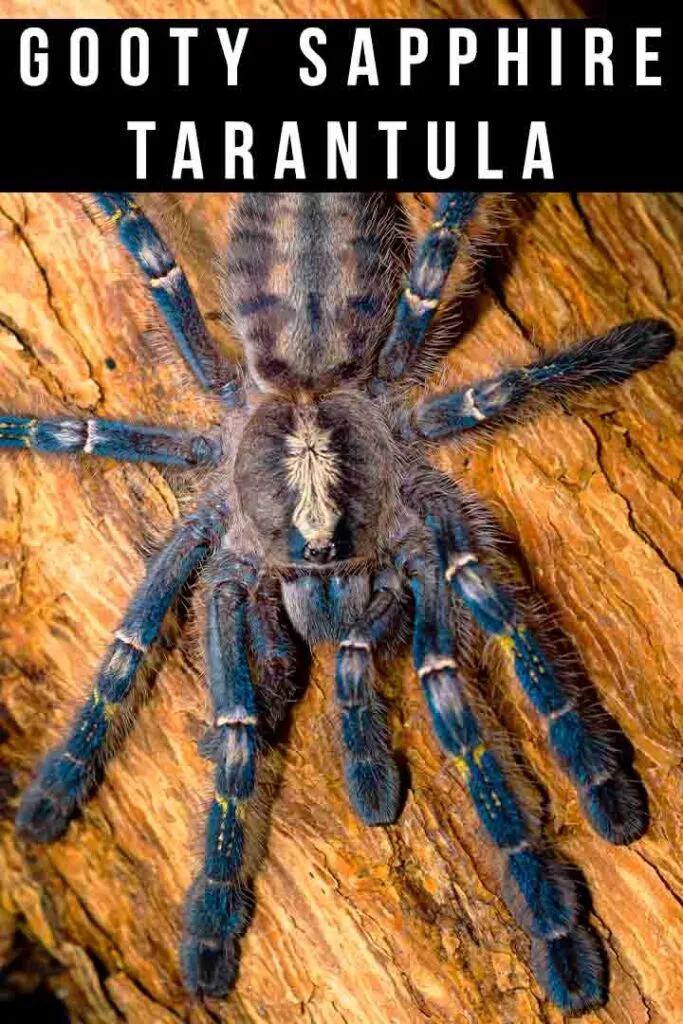 18945 gooty sapphire tarantula habitat loss